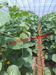 下雨大棚里吃瓜,瓜香四溢的夏日盛宴