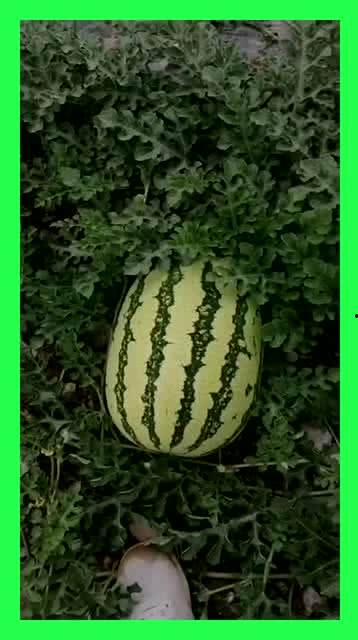 天天吃别人的瓜,揭秘娱乐圈的“吃瓜”文化