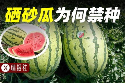 最新吃瓜情报,揭秘明星背后的惊人真相！