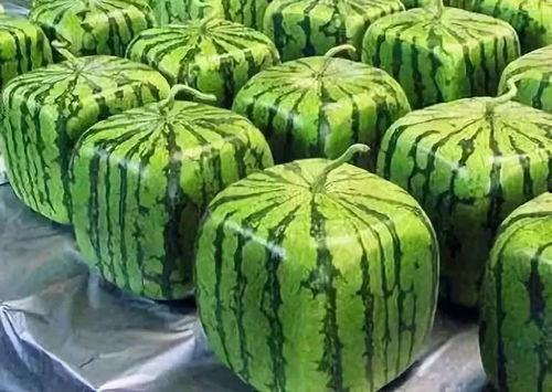 ppt吃瓜起源,吃瓜文化的演变与传承