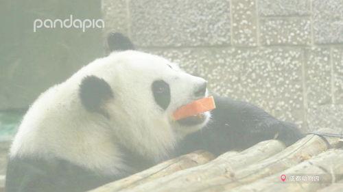 熊猫主播吃瓜,揭秘娱乐圈幕后故事