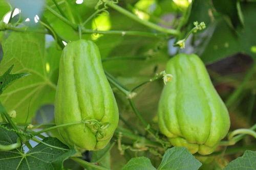 大佛手瓜怎么吃,探索美味与健康的完美结合