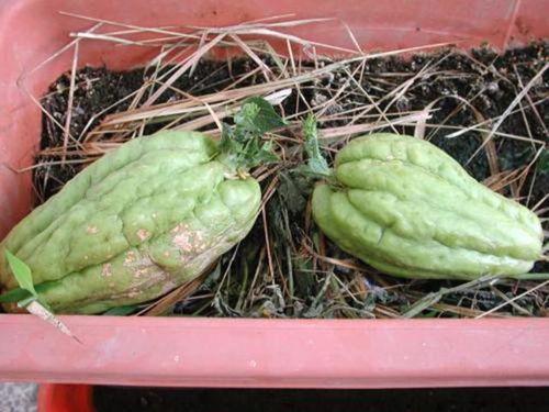 肿瘤患者可以吃葫芦瓜,肿瘤患者食疗新选择