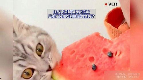 猫猫吃瓜照片,萌态十足！