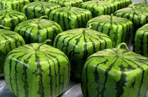 全金城都在吃瓜,全民热议瓜界风云