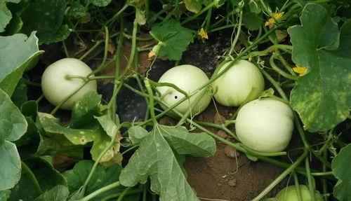 长长的瓜叫什么瓜怎么吃,探究长瓜的名称与食用方法