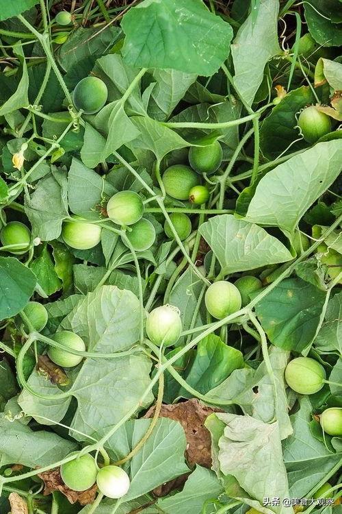 小孩吃马泡瓜,孩子舌尖上的夏日美味