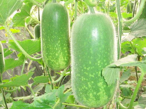 瓜几个月可以吃,揭秘不同瓜类成熟时间与最佳食用期