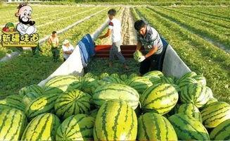吃瓜地址合集,揭秘热门事件合集