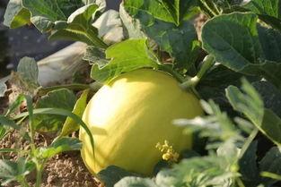 甜瓜民勤蜜瓜怎么吃,甜瓜民勤蜜瓜的味蕾之旅