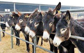 驴德华吃瓜,驴德华的瓜田奇遇记