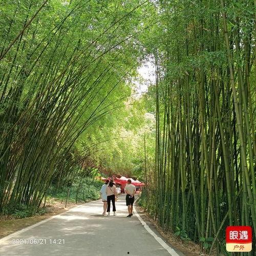 夏日树下吃瓜图,瓜香四溢，共享悠闲时光