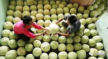 秋天吃三白瓜,三白瓜的清新滋味，解锁秋季养生新篇章