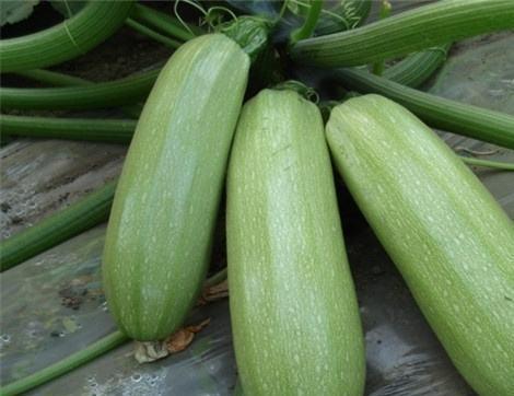 上火可以吃鸡瓜吗,鸡瓜助力清热解毒