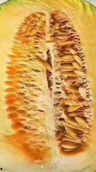 南瓜吃瓜南瓜哈密瓜,探寻瓜类家族的奇妙之旅