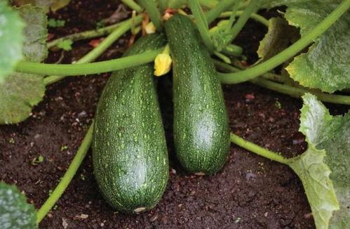 秋天吃秋瓜,秋季养生美食之旅