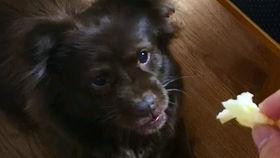 狗子吃瓜被误伤