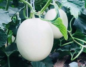 小瓜吃空调,夏日清凉生活趣谈