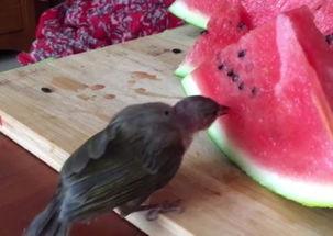 小鸟吃瓜图片,小鸟欢乐吃瓜瞬间捕捉