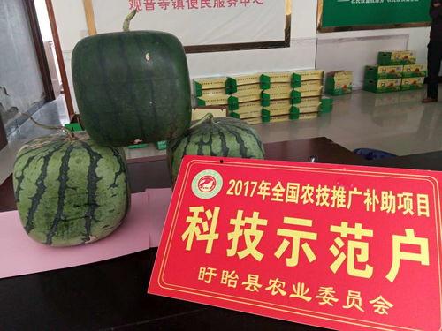 佛职吃瓜,揭秘那些“吃瓜”背后的故事