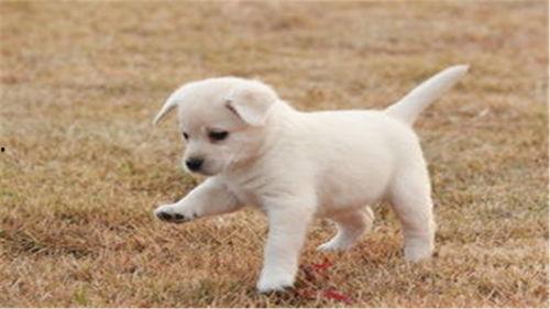 狗可以吃白玉瓜,白玉瓜，狗狗的健康美味新选择