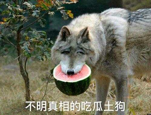 烟台吃瓜扒皮狼,揭秘扒皮狼背后的真相