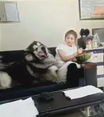 女主人吃瓜,女主人的瓜田奇遇记