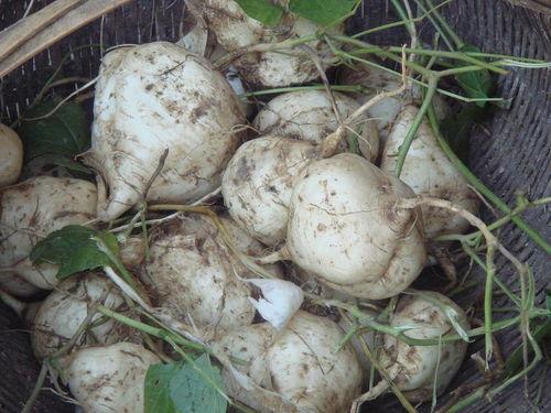 吃瓜达人76,瓜界风云录