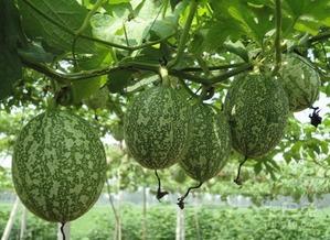 专业吃瓜图,娱乐圈幕后真相大曝光