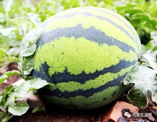 在吃瓜的小陈,吃瓜小陈的趣味生活点滴