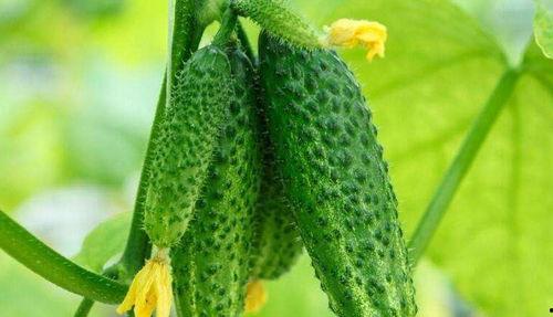 吃瓜吃到了瓜身上,揭秘吃瓜吃到的瓜身上之谜